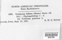 Uromyces fallens image